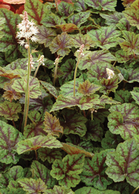 Tiarella 'Sunset Ridge'